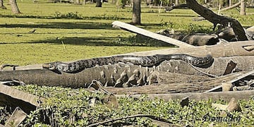 El bañado es un refugio natural para la población de boas