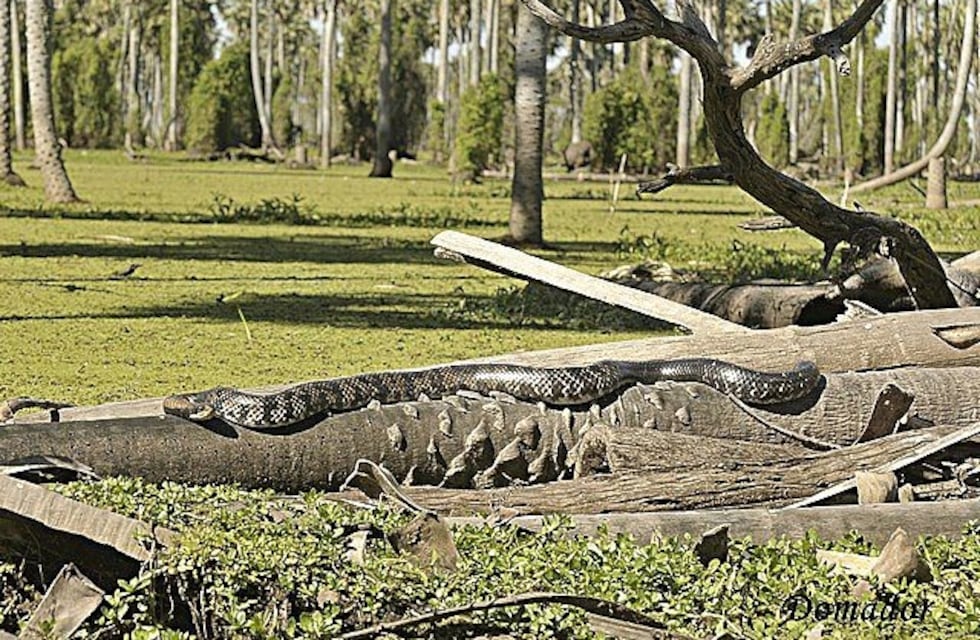 Aprovechamiento sustentable de la caza de la boa curiyú en el Bañado La Estrella