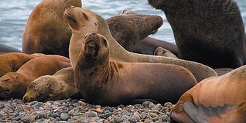 Clima en Caleta Olivia: como va a estar el tiempo el fin de semana