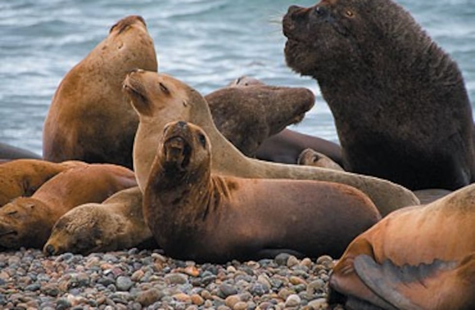 Clima en Caleta Olivia: como va a estar el tiempo el fin de semana