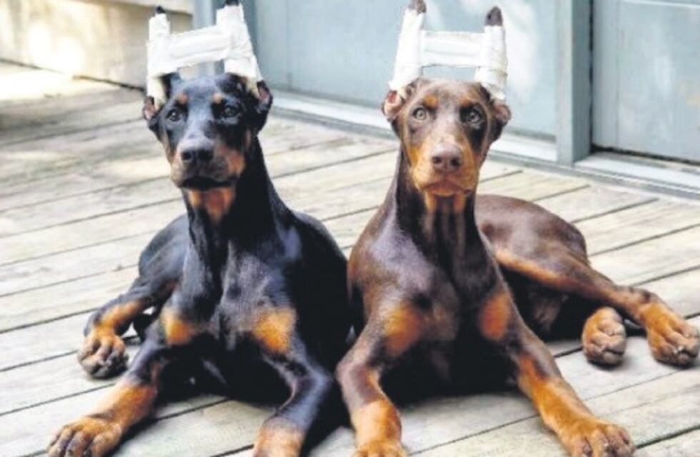 Prohibirían prácticas como el corte de orejas o cola en animales