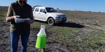 Agentes del Senasa monitorean las trampas para el picudo algodonero en Chaco\u002E