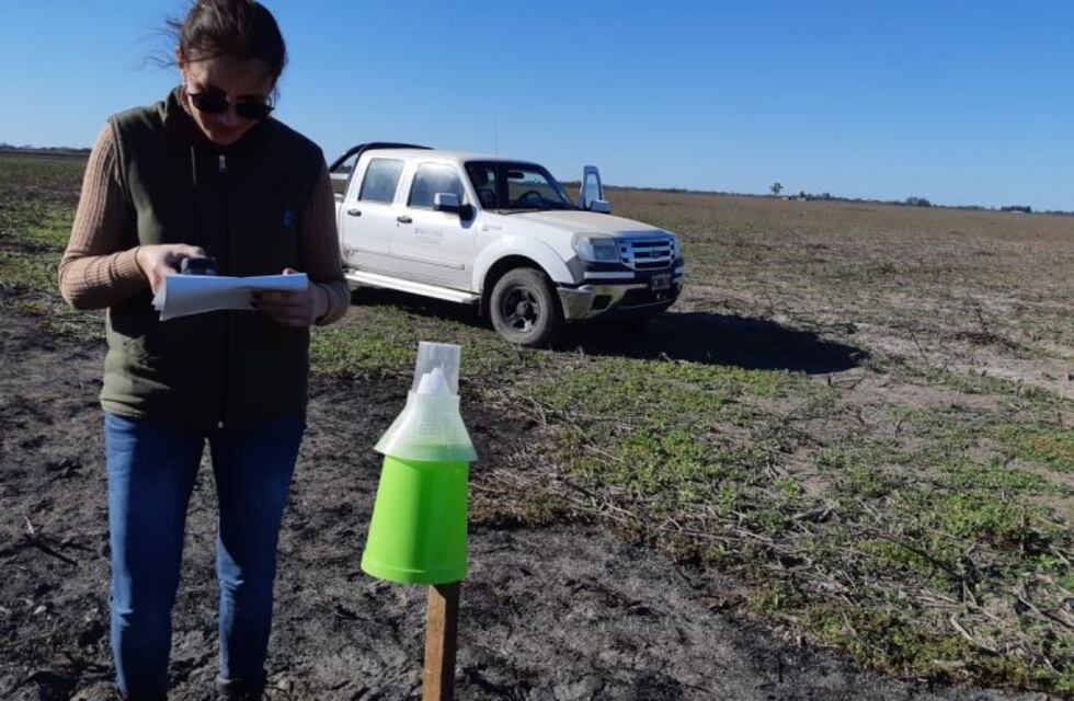Agentes del Senasa monitorean la red de trampas para picudo del algodonero en la provincia