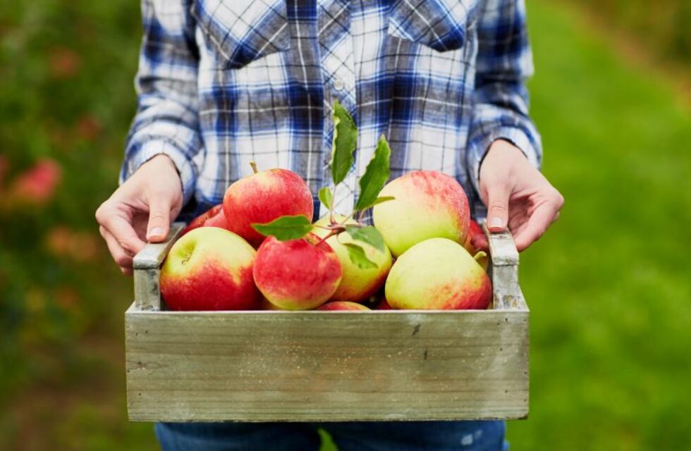 ¿Cómo debo podar mis plantas y frutales?