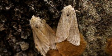 Pollila gitana\u002E