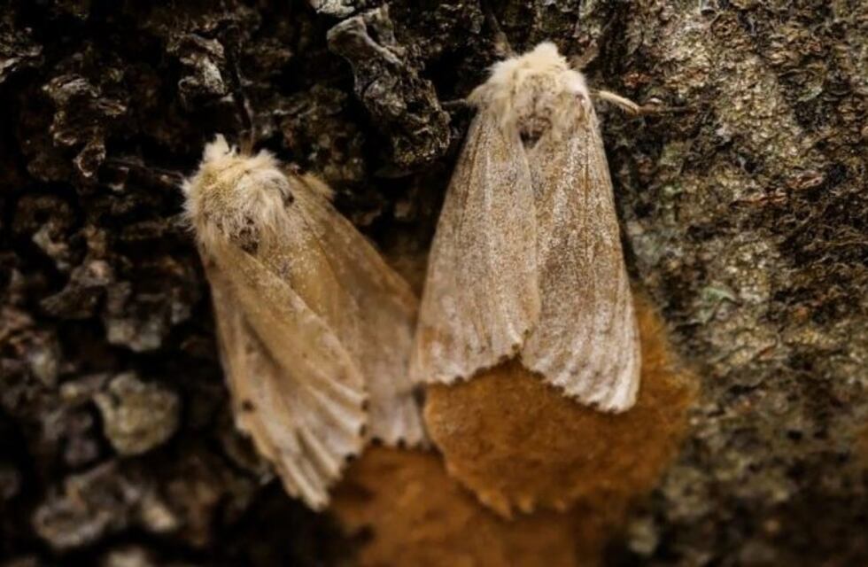 Las polillas gitanas, una nueva plaga que acecha a Estados Unidos