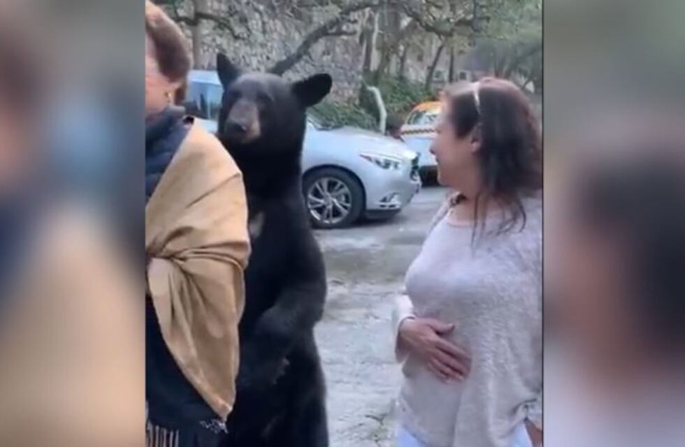Video: el momento en que un oso bebé "acarcia" a una mujer en la espalda