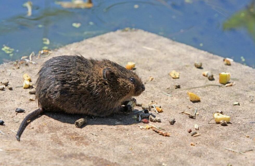 Murió un niño al comer galletitas con veneno para ratas