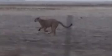 Impactante: grabaron a un puma suelto en el medio del campo