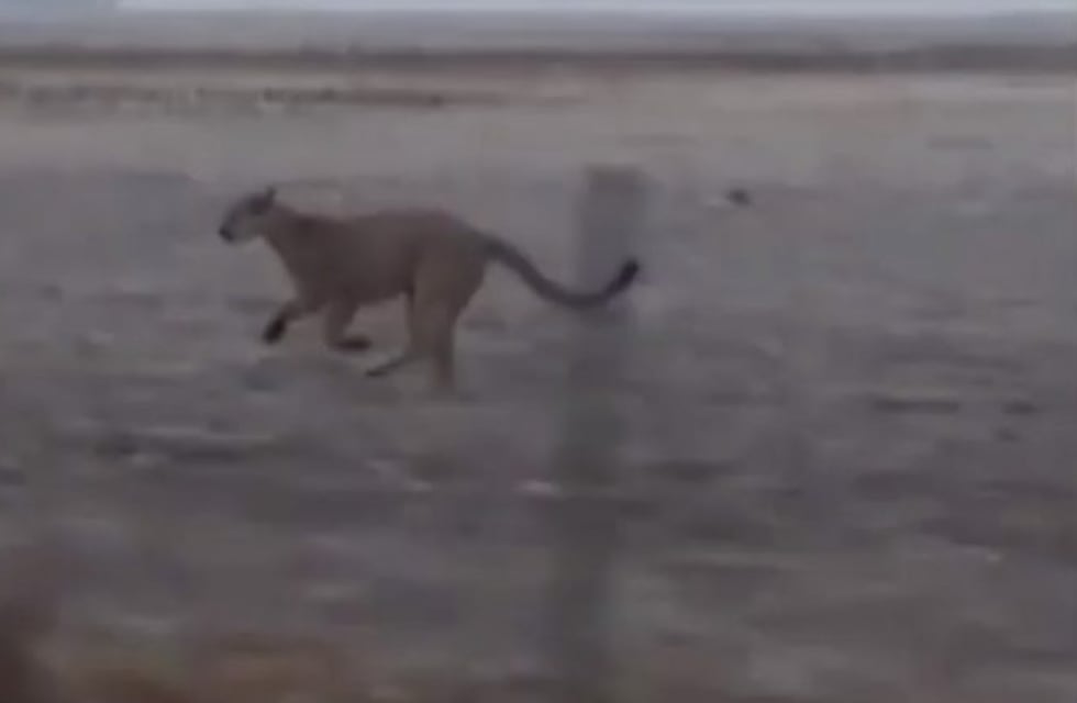 Impactante: grabaron a un puma suelto en el medio del campo