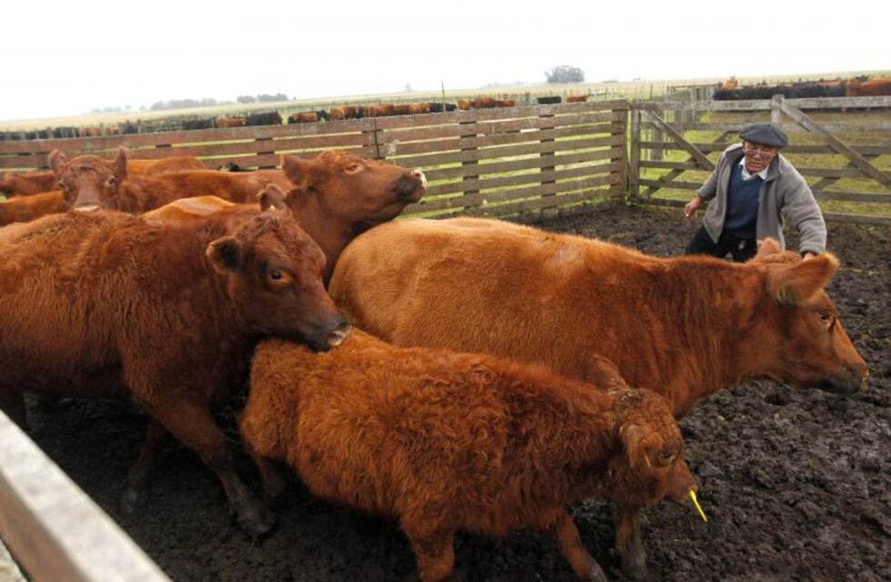 Durante 2017 aumentó la faena de bovinos y porcinos en Neuquén