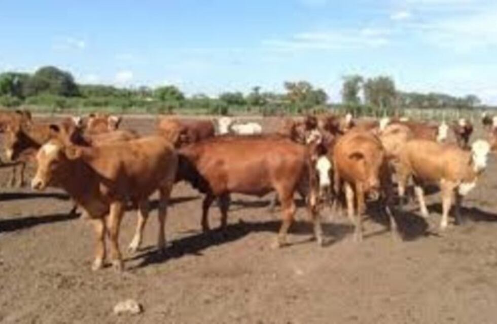 La Asociación Ganadera de Andresito participará de la próxima edición de Misiones Ganadera 2020