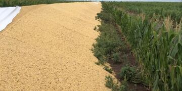 Le rompieron cuatro silobolsas en Jovita a un productor agropecuario\u002E (La Nación)