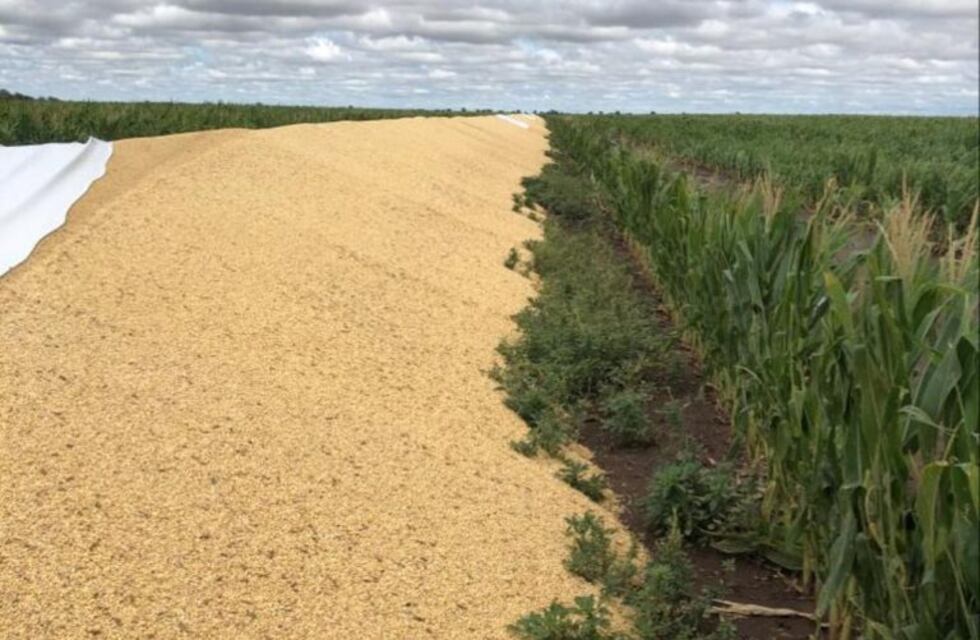 Jovita: rompieron cuatro silobolsas y las pérdidas son de $ 400.000 para el productor