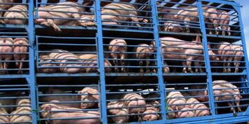 Camión jaula con cerdos (Foto: Web)