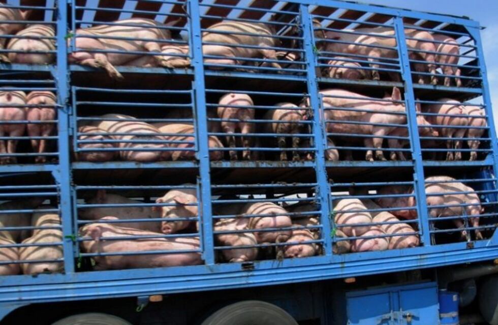 Increíble: volcó un camión con chanchos en la Ruta 2 y vecinos de la zona los mataron en el lugar