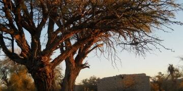 Bosques nativos de san juan