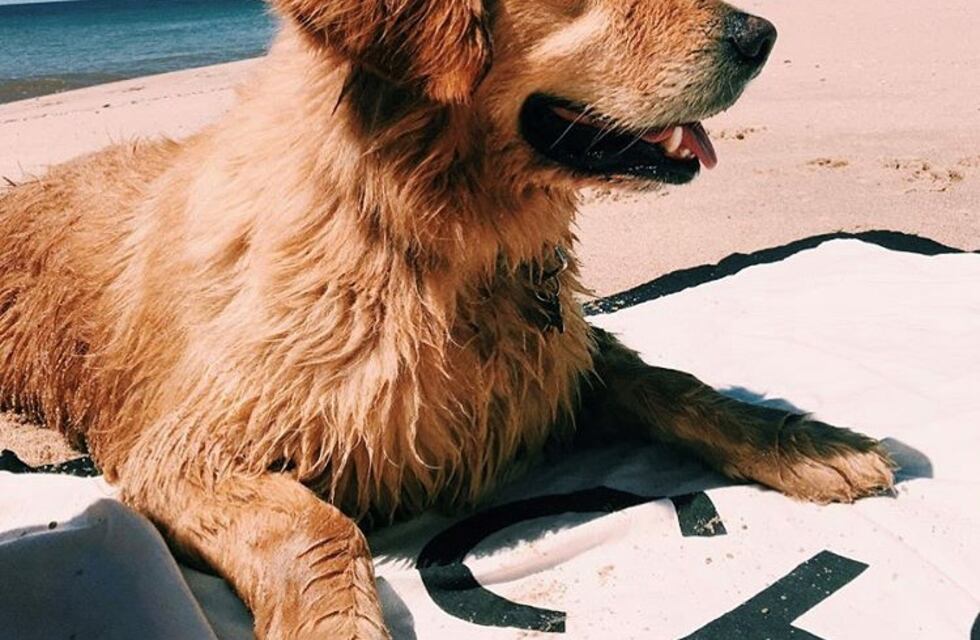 Un perro no quiso compartir su torta de cumpleaños y su gesto se volvió viral