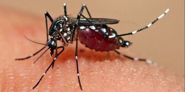 Mosquito transmisor del dengue (Web)