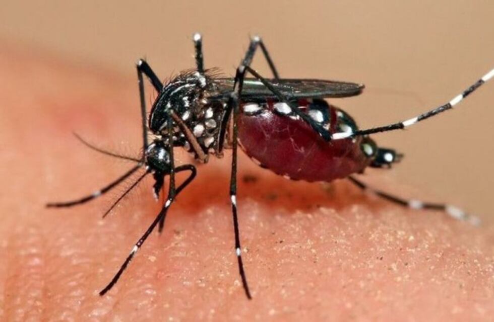 Confirmaron dos casos de dengue en Chaco