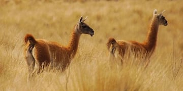 Guanacos, una de las cinco especies en \
