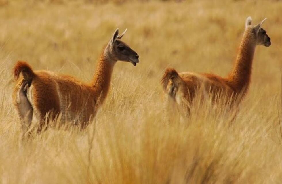 Alertan sobre el "peligro crítico de extinción" de cinco especies autóctonas