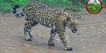 Avistaje de yaguareté en el Parque Nacional Calilegua