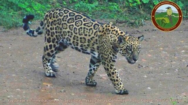 Avistaje de yaguareté en el Parque Nacional Calilegua