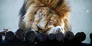 Tango, el león del Zoológico Córdoba finalmente será trasladado a un santuario en Sudáfrica\u002E