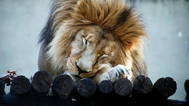 Tango, el león del Zoológico Córdoba finalmente será trasladado a un santuario en Sudáfrica\u002E