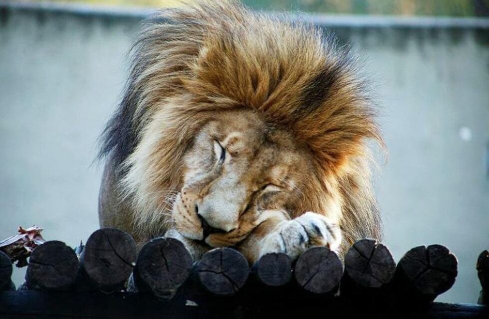 "Tango", el león del Zoo Córdoba, será trasladado a un santuario en Sudáfrica