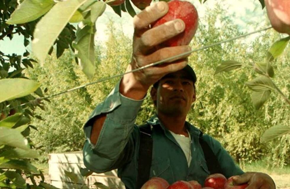 Comienzan a llegar los trabajadores “golondrina” a Río Negro para la cosecha de manzanas y peras