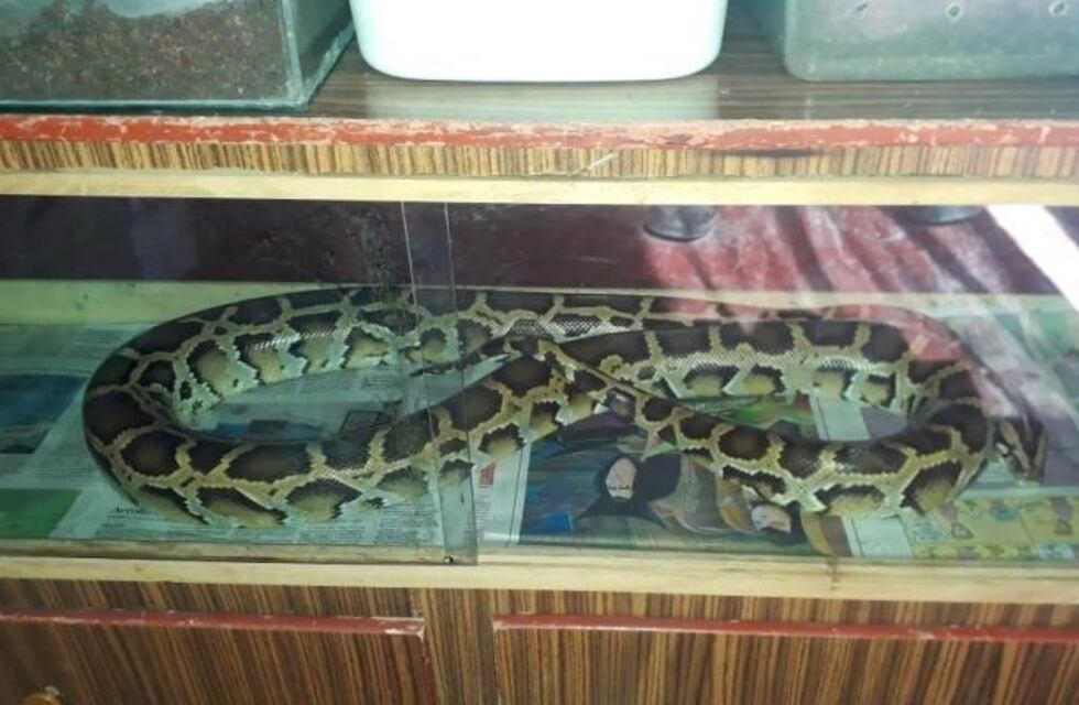 Recuperaron animales exóticos que iban a ser vendidos en el mercado ilegal