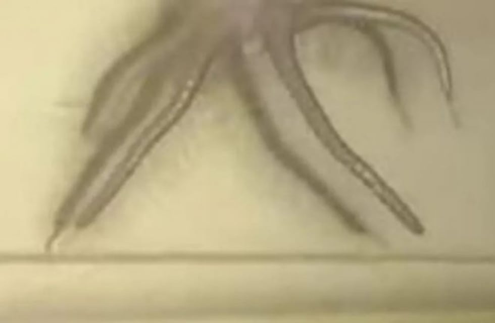 Encontraron una polilla "alienígena" que tenía tentáculos