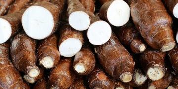 Entre 50 productores acopiaron más de un millón de kilos de mandioca en San Pedro