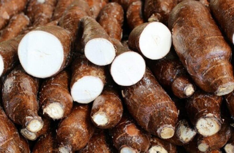 Entre 50 productores acopiaron más de un millón de kilos de mandioca en San Pedro