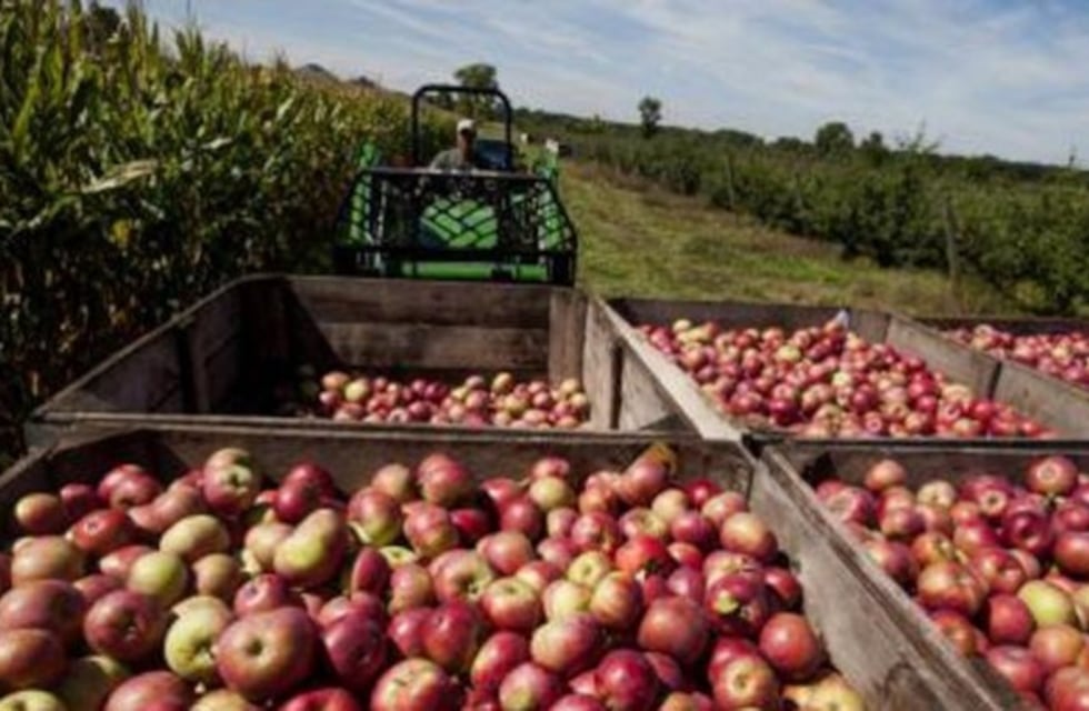 Empezó la distribución de frutas en las escuelas de Río Negro