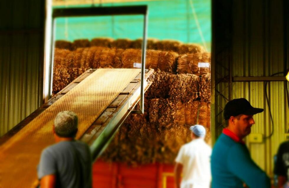 Acopio de tabaco hasta el miércoles, con turnos para cada productor