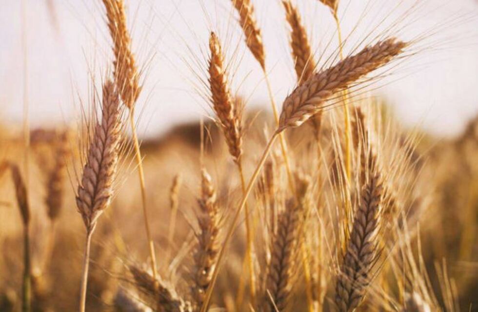 Capacitación por la Semana Provincial del Trigo