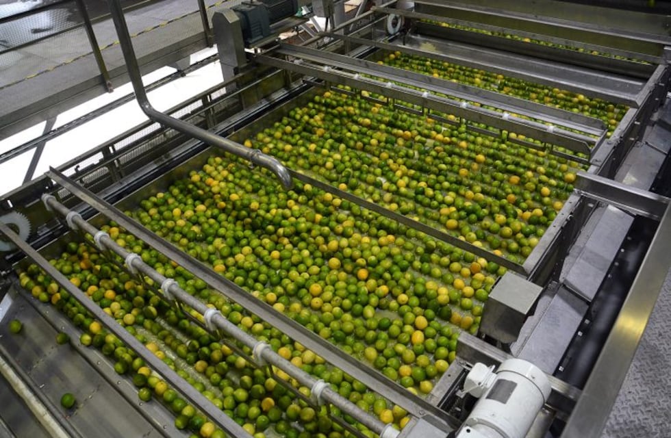 Condiciones de des-enverdecimiento de los cítricos