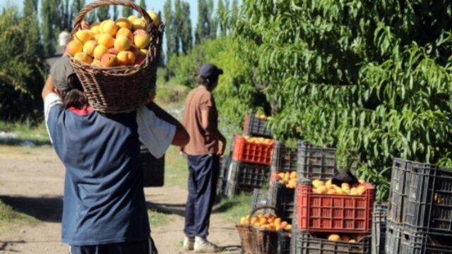Cultivo de durazno en Mendoza.