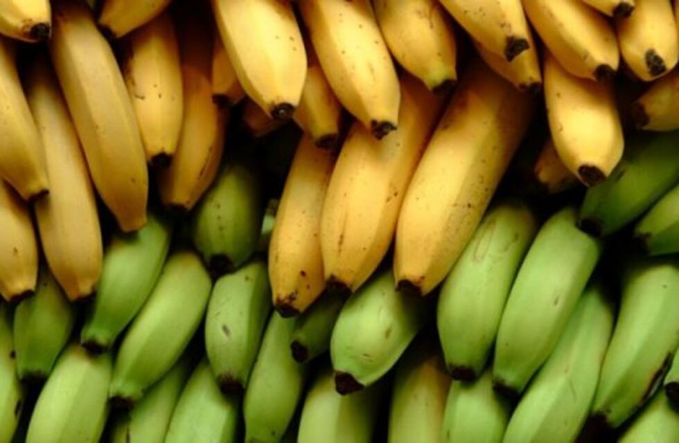 Productores de banana regalarán 5.000 kilos de fruta para pedir que regulen el "cupo extranjero"