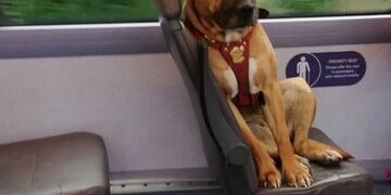 Perro\u002E Foto: Web\u002E