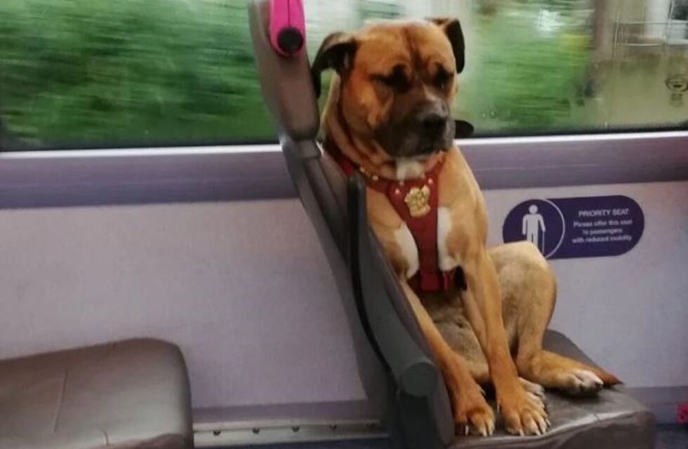 La historia de un perro abandonado en un autobús que se hizo viral