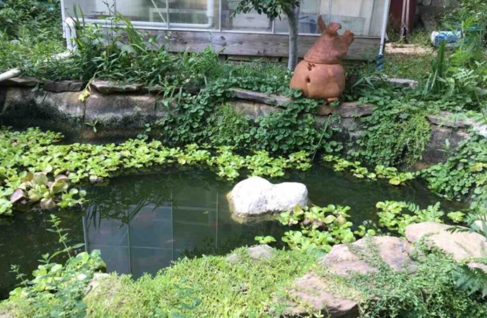 En este desafío visual hay que encontrar cinco animales escondidos en el estanque