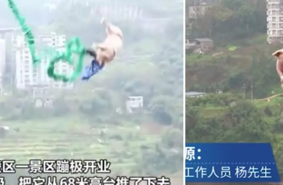 China: lanzaron al vacío a un cerdo en un parque de atracciones para atraer visitantes
