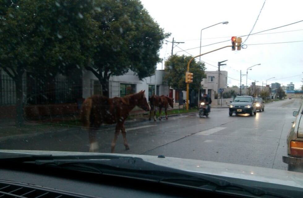 Advierten sobre choques por caballos sueltos en Río Cuarto