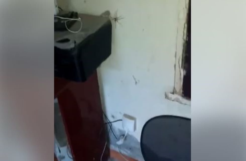 Una mujer fue sorprendida por una araña gigante y el video se viralizó