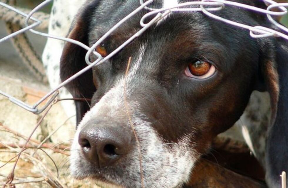 Un hombre fue condenado a un año de prisión por abusar sexualmente a su perra