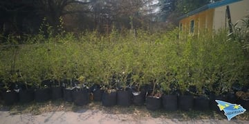 Unos 1700 plantines serán entregados por la Comuna de Parque Síquiman para reforestar el lugar, (Foto: Facebook / Comuna de Villa Parque Síquiman)\u002E